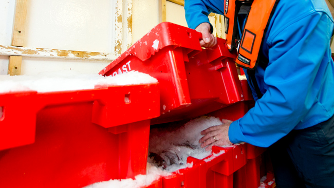 fisheries officer inspecting freshly caught fish in ice boxes